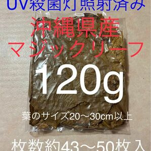 沖縄県やんばる産マジックリーフ 120g 43〜50枚入 UV殺菌灯照射済み①