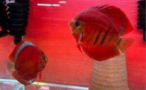 [ rio isa red × full moon red cover ] discus ±5.5cm 5 pcs 