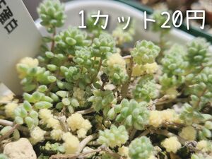 カット苗10本 セダム クリーム玉蛋白 多肉植物 カット苗 かわいい 寄せ植えに セダム