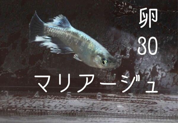 マリアージュロングフィン　有精卵30個