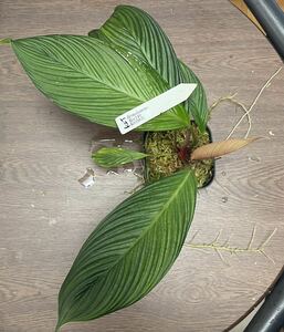 Homalomena plicata Aceh Sumatera Rec140 K0320-f1 蛇腹