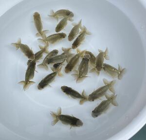  super good ..* golgfish * this year *3 month production ..* approximately 4cm rom and rear (before and after) *10 pcs set ②