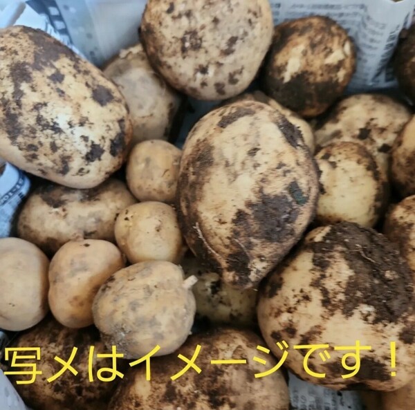 土付き！宮崎県産　福じいちゃんの新じゃがいも　サイズ混合　箱込み3キロ