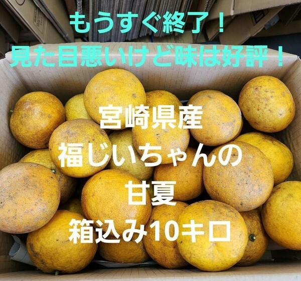 ▲最終です！見た目悪いけど美味しいよ！宮崎県産　農薬不使用　福じいちゃんの甘夏みかん　箱込み10キロ