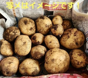 新鮮！宮崎県産　福じいちゃんの新じゃがいも　サイズ混合　箱込み約1.3キロ①