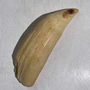 鯨歯　印材　根付　材料　クジラ歯　クジラ　東洋彫刻　.2293