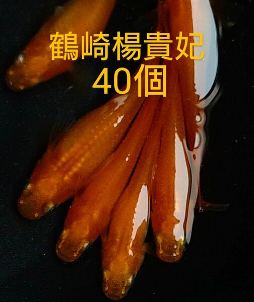 鶴崎楊貴妃 有精卵40個＋a(保証分)
