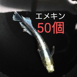 エメキン フルボディ 有精卵50個＋a(保証分) マリアージュキッシングワイドフィン エメラルドフィンタイプ