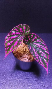 【子株】ベゴニア　ネグロセンシス　Begonia negrosensis 　