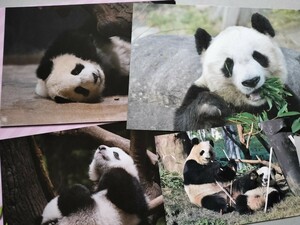 上野動物園 ポストカード 王子動物園 タンタン シャオシャオ レイレイ シンシン