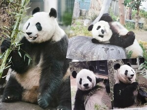 上野動物園 非売品 ポストカード 王子動物園 タンタン リーリー シンシン シャンシャン