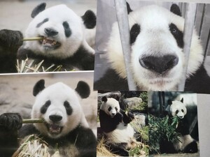 上野動物園 非売品 ポストカード 王子動物園 タンタン リーリー シャンシャン
