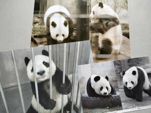 上野動物園 非売品 ポストカード 王子動物園 タンタン カンカン ランラン