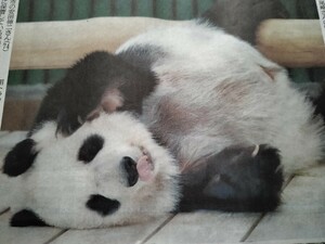 タンタン 王子動物園 新聞 パンダ