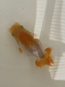  golgfish .[ this year ] research . for approximately 8cm animation equipped ③