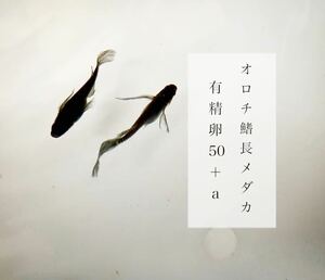 ~オロチ鰭長めだか~ 有精卵30+α ヒレ長　メダカの卵　ブラック　極上　観賞用