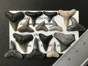 サメ 歯 化石 オオメジロザメ [BU40] サメの歯 鮫の歯 鮫 牙