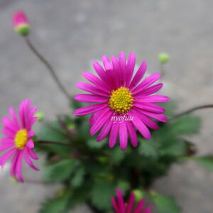 ∮ flower color ...sho King pink blaki cam f less ko bright pink che lishu. large wheel kind flower . seedling .... potted plant gardening 