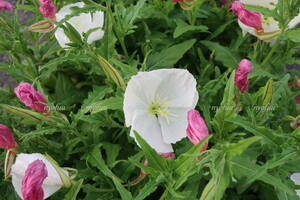 ∮ 本当の 白花 月見草 ツキミソウ エノテラ つきみそう 草花 庭植え 地植え 鉢植え ガーデニング