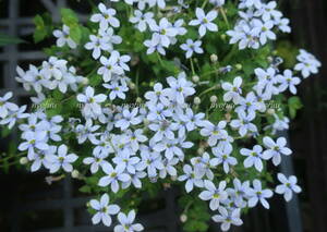∮ ground cover . pra ti Aska i blue dimple . dimple . Star lavender dimple saw gardening enduring cold . root .. flower ground ..