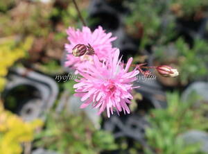 ∮ 華やか 八重咲き リクニス ペティット ジェニー 花終わり 来年用 耐寒 宿根草 草花 地植え 庭植え 鉢植え ガーデニング　