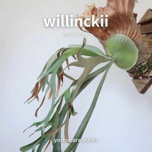 [胞子] willinckii　ウィリンキー　ビカクシダ