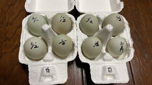【食用】コールダック　6月2日　白×白　グループ　有精卵　7個　おまけ１個　送料無料