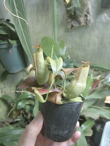 Nepenthes gracilis sport　ネペンテス　ウツボカズラ　グラシリス　スポート　食虫植物　観葉植物