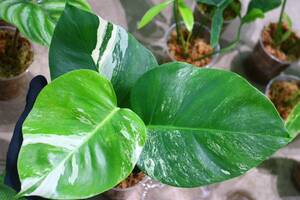 No.022/-TGK-/Monstera deliciosa var, borsigana ‘White Variegated‘/モンステラ ボルシギアナ ホワイト ’斑入り‘