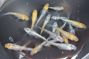 【メダカ】ユリシス松井ヒレ長 成魚5匹 産卵する個体あり 〇オスメスランダム〇色んな色がいます^^