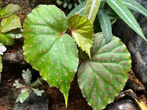 Begonia sp.Sibu Sarawak 子株　ベゴニア/パルダリウム/熱帯植物