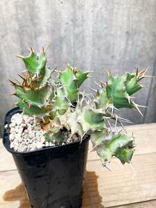 Euphorbia tortirama E175【良型】 ユーフォルビア トルチラマ