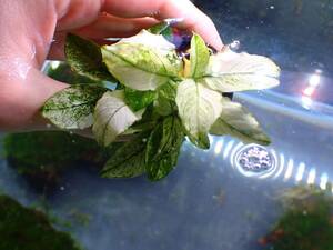 [ aquarium. exist living ]( water plants ) Anubias nana. entering ( Varie garter )1POT sample image 