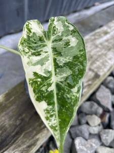 Green ＂r＂斑入り・アロカシア　グリーンベルベット・Alocasia green velvet variegated