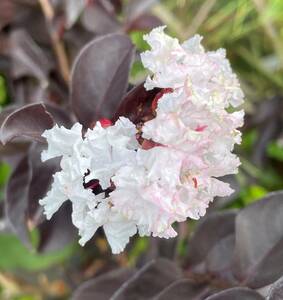 白花紫葉サルスベリ、開花見込み株、草丈約４０ｃｍ、１０，５ｃｍ鉢作りこみ