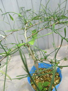  thread leaf ginkgo biloba,. height approximately 30cm,12cm pot making ..