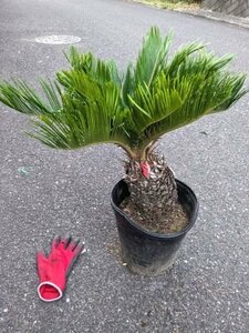 6/1 photographing reality goods!. iron * cycad *8 number ..*...* resort garden tree *( product number REB)