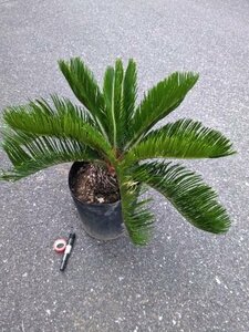 6/1 photographing reality goods!. iron * cycad *8 number ..*...* resort garden tree *( product number REF)