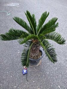 6/1 photographing reality goods!. iron * cycad *8 number ..*...* resort garden tree *( product number REJ)