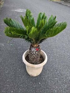 6/1 photographing reality goods!. iron * cycad *10 number ..*...* resort garden tree *( product number REA)