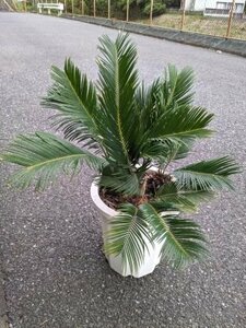 6/1 photographing reality goods!. iron * cycad stock ..*10 number ..*...* resort garden tree *( product number WH10G)