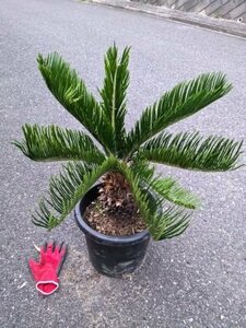 6/1 photographing reality goods!. iron * cycad *9 number ..*...* resort garden tree *( product number REE)