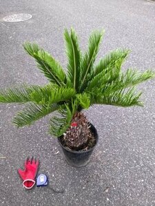 6/1 photographing reality goods!. iron * cycad *8 number ..*...* resort garden tree *( product number REC)