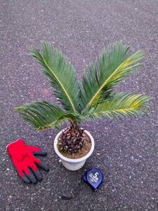  reality goods!. iron * cycad 5 number ..*...* resort garden tree *( product number WHO)[ postage M]