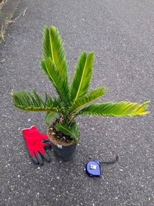  reality goods!. iron * cycad 5 number ..*...* resort garden tree *( product number WHM)[ postage M]