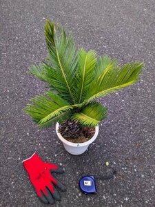  reality goods!. iron * cycad 6 number ..*...* resort garden tree *( product number WHK)[ postage M]