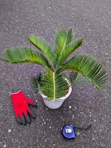  reality goods!. iron * cycad 6 number ..*...* resort garden tree *( product number WHL)[ postage M]
