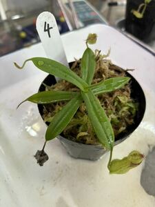 Nepenthes hamata ネペンテス　ハマタ　整理番号4食虫植物