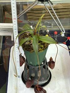 Nepenthes jacquelinae meal insect plant 