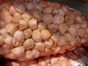  Aomori prefecture rose garlic 10Kg large processing recommendation last!